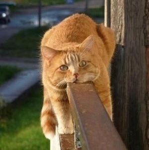 Meet your Posher, Jane